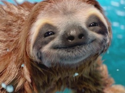 Create meme: cute sloth, animal sloth, smiling sloth