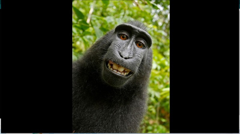 Create meme: David slater the monkey, black macaque, david slater monkey selfie