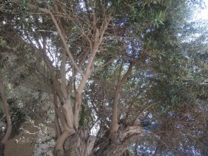 Create meme: plant, the tree genus, Australia Perth trees