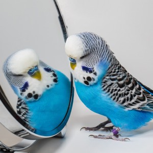 Создать мем: волнистый попугай чех, белый попугай волнистый, голубой волнистый попугай