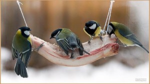 Create meme: chickadee, smile GIF titmouse, what is fat eat birds