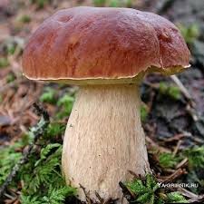 Создать мем: белый гриб ложный, боровик гриб съедобный, гриб боровик