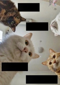 Create meme: funny memes with cats, meme cat, meme cat