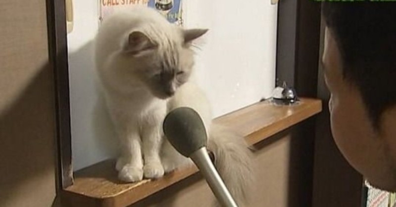 Создать мем: котик, кот интервью, кошка