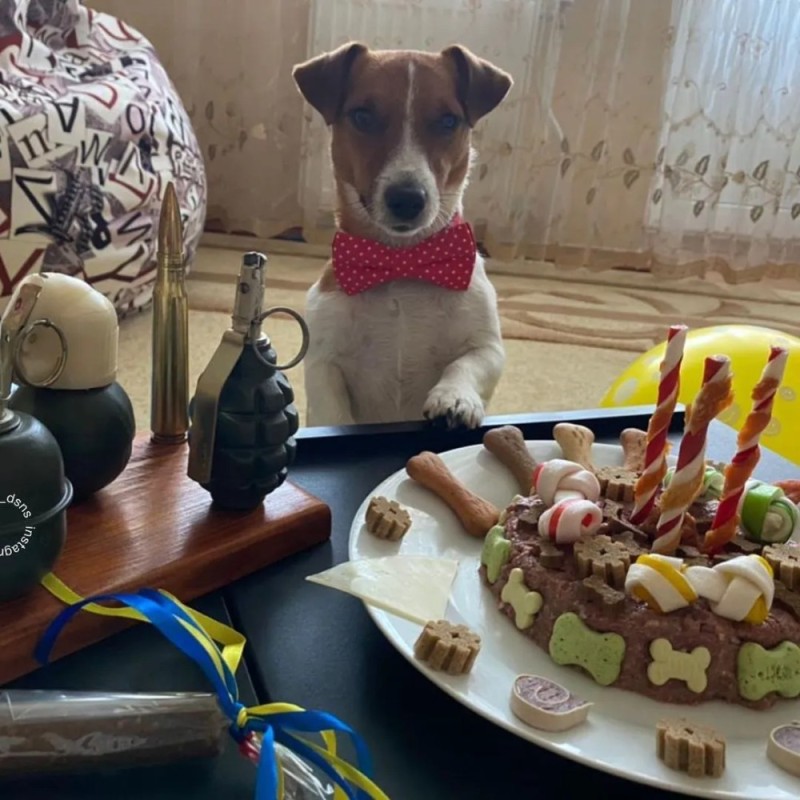 Create meme: dog Jack Russell Terrier, Jack Russell Terrier , jack russell terrier cake