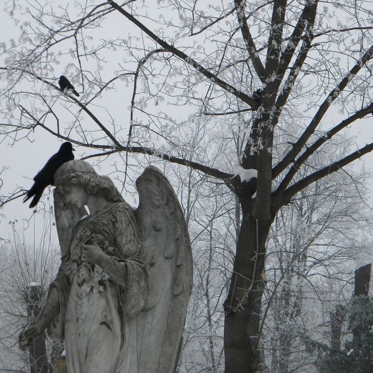 Create meme: the landscape is gloomy, a girl in the cemetery in winter, cemetery statues of angels aesthetics