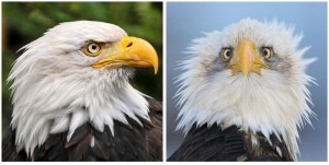 Create meme: why the eagle is depicted in profile, the eagle is in profile and full face, bald eagle full face