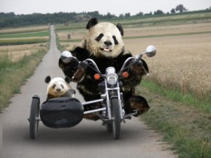 Create meme: fun with animals, motorcycles, mother Panda