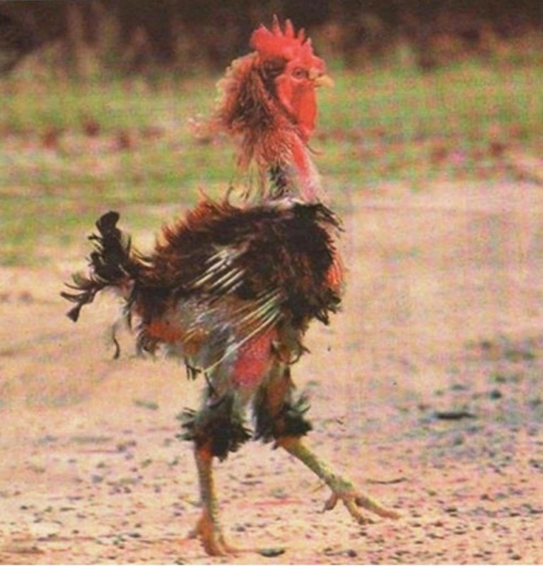 Create meme: chicken , a mangy rooster, plucked rooster