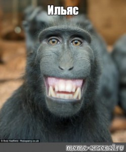 Создать мем: смешные морды, обезьяна, смешные макаки