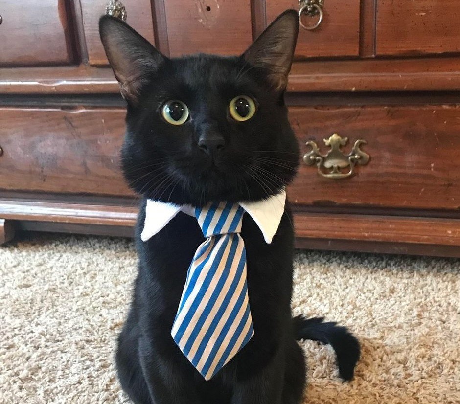 Создать мем: кошачий костюм, котик в галстуке, мистер кот