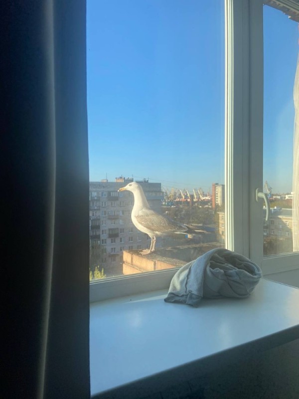 Создать мем: окно, чайка, птицы голуби