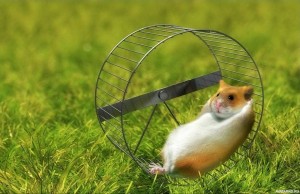 Create meme: hamster in the wheel, the hamster in the wheel generates electricity, hamsters in the wheel funny