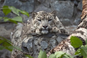 Создать мем: ирбис, снежный барс (ирбис, снежный леопард), снежный барс животное