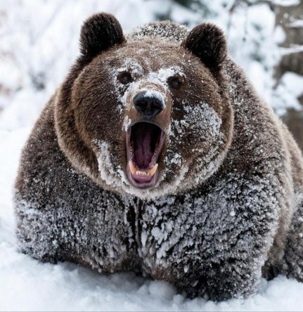 Создать мем: медведь медведь, медведь зимой, медведь в снегу