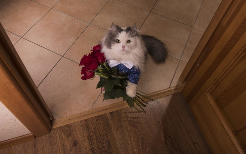 Create meme: the cat gives flowers, cat with flowers , cat with a bouquet