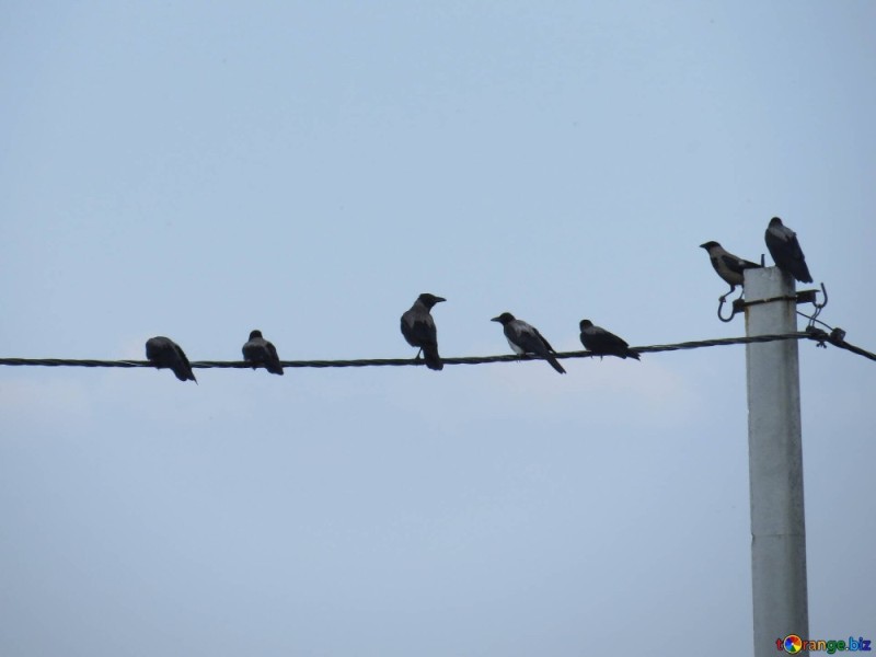 Create meme: Birds are sitting on wires, birds are sitting on 10kv overhead wires, birds on the wires