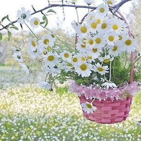 Create meme: wild flowers in a basket