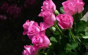Create meme: rose on black background, flowers closeup, pink flowers