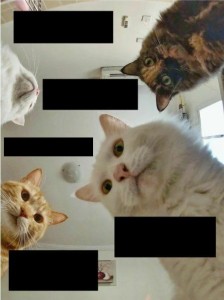 Create meme: Cat, memes with cats, cat