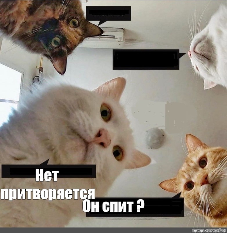 Create meme: cat meme , memes with cats and Natasha, cat 