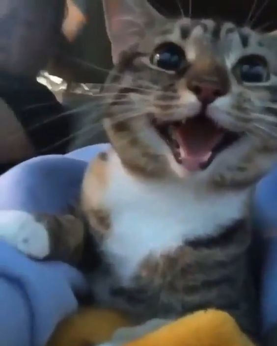 Create meme: The cat is smiling, cat funny , the cat is laughing video