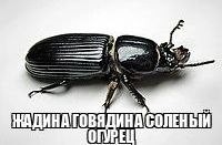 Create meme: beetle , the cockroach beetle, house bugs