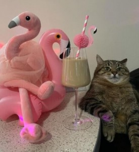 Создать мем: кошка, котик, кот с коктейлем