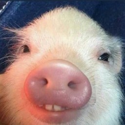 Create meme: pig, pig, the pig is cute