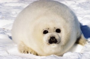 Create meme: seal belek, white seal, baikal seal cub