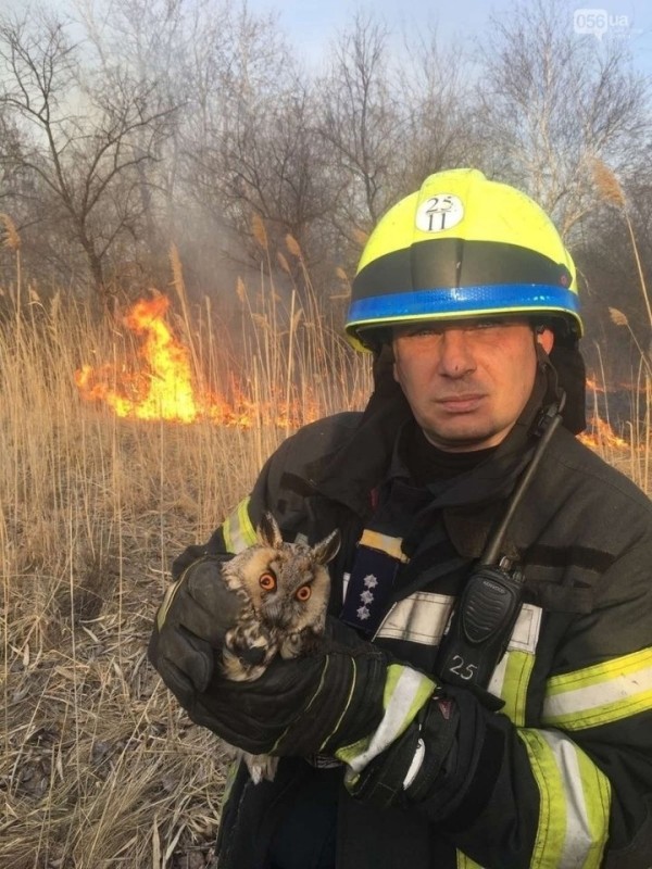 Создать мем: пожарных, пожарный спасатель, пожарный спас сову из горящего леса