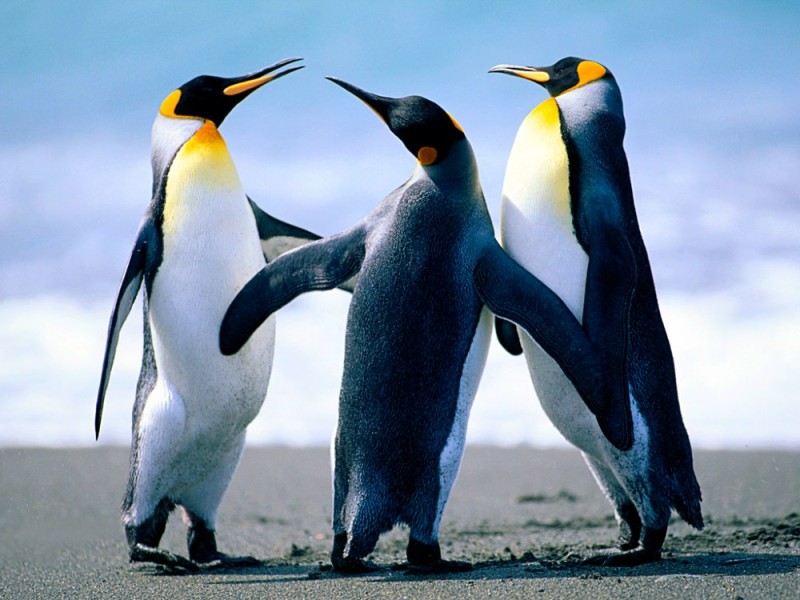 Create meme: penguin , 3 penguins, the Wallpaper the penguins