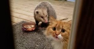 Создать мем: забавные животные, кот украл еду, кот