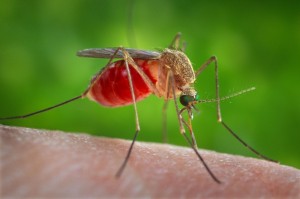 Create meme: the mosquito drinking blood, the mosquito