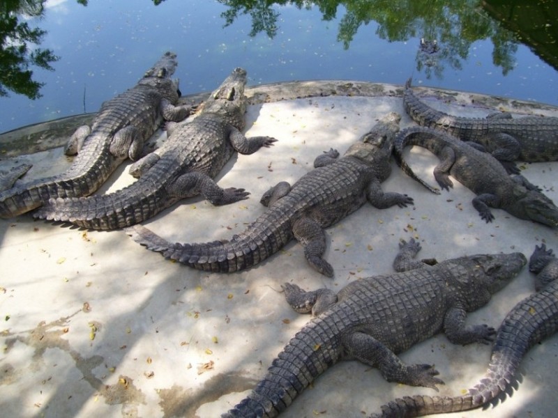 Create meme: alligator crocodile, crocodile alligator Caiman, crocodile farm of gene lazarevskoye