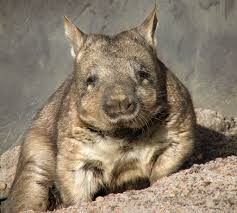 Create meme: northern hairy-nosed wombat, the excrement of the wombat, Northern long-haired wombat (lasiorhinus)