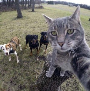 Создать мем: селфи кота на фоне собак фото, мэнни селфи-кот, кот делает селфи
