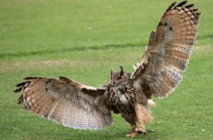 Create meme: owl paws, bird owl, owl