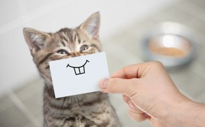 Create meme: the cat with a smile