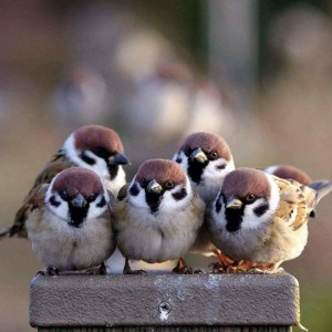 Create meme: sparrow chicks, unusual sparrows, Sparrow 