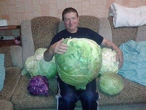 Create meme: large cabbage, cabbage green boy, fresh cabbage