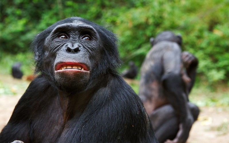 Создать мем: два вида шимпанзе, бонобо, шимпанзе бонобо