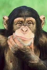 Create meme: happy monkey, chimpanzee genus, pensive monkey 