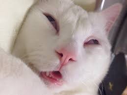 Create meme: sleepy cat, sleepy cat meme, cats are funny