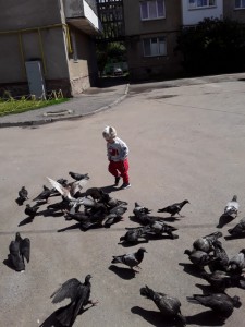 Create meme: the invasion of pigeons dog chasing pigeons, we fed the pigeons, feed the pigeons