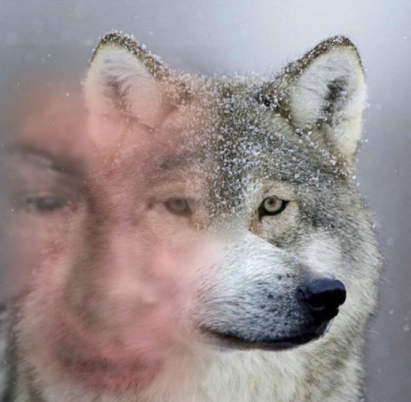 Create meme: wolf , wolf muzzle, wolf meme