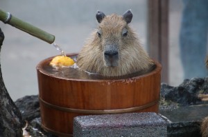 Create meme: capybara, a pet capybara, the capybara