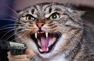 Create meme: a rabid cat, the cat hisses, aggressive cat