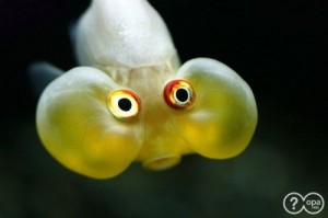 Создать мем: a fish, eye, dumbo octopus