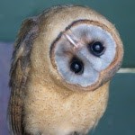 Create meme: the barn owl, owl is the barn owl